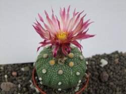 Astrophytum  asterias X red flower oibo akabana, pot 5,5 cm - 12397883