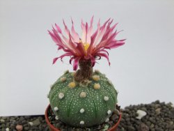 Astrophytum  asterias X red flower oibo akabana, pot 5,5 cm - 12397884