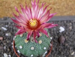 Astrophytum  asterias X red flower oibo akabana, pot 5,5 cm - 12397886