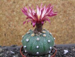 Astrophytum  asterias X red flower oibo akabana, pot 5,5 cm - 12397887