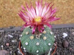 Astrophytum  asterias X red flower oibo akabana, pot 5,5 cm - 12397888