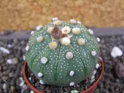 Astrophytum  asterias X red flower oibo akabana, pot 5,5 cm - 12397889