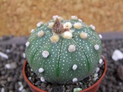 Astrophytum  asterias X red flower oibo akabana, pot 5,5 cm - 12397890