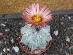 Astrophytum  asterias X red flower oibo akabana, pot 5,5 cm - 12397892