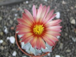 Astrophytum  asterias X red flower oibo akabana, pot 5,5 cm - 12397893