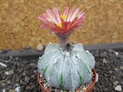 Astrophytum  asterias X red flower oibo akabana, pot 5,5 cm - 12397894