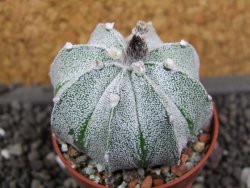 Astrophytum  asterias X red flower oibo akabana, pot 5,5 cm - 12397895