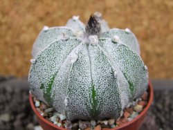 Astrophytum  asterias X red flower oibo akabana, pot 5,5 cm - 12397896