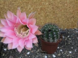 Echinopsis hybrid pot 7 cm