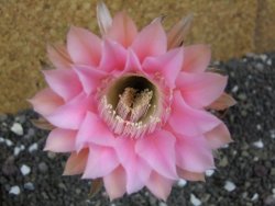 Echinopsis hybrid pot 7 cm - 12397924