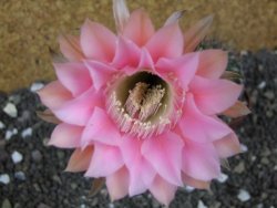 Echinopsis hybrid pot 7 cm - 12397925