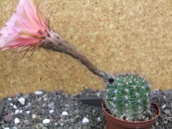 Echinopsis hybrid pot 7 cm - 12397926