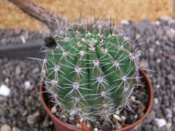 Echinopsis hybrid pot 7 cm - 12397927