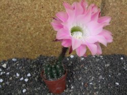 Echinopsis hybrid pot 5,5 cm