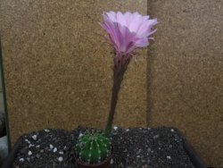 Echinopsis hybrid pot 7 cm - 12397932