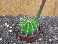 Echinopsis hybrid pot 7 cm - 12397933