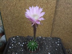 Echinopsis hybrid pot 7 cm