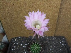 Echinopsis hybrid pot 7 cm - 12397935