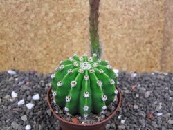 Echinopsis hybrid pot 7 cm - 12397936