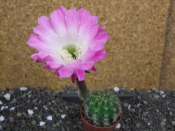 Echinopsis hybrid pot 5,5 cm