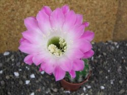 Echinopsis hybrid pot 5,5 cm - 12397938