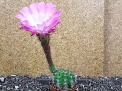 Echinopsis hybrid pot 5,5 cm - 12397939