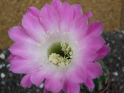 Echinopsis hybrid pot 5,5 cm - 12397940