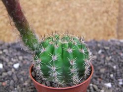 Echinopsis hybrid pot 5,5 cm - 12397941