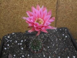 Echinopsis hybrid pot 5,5 cm - 12397942