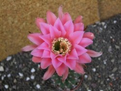 Echinopsis hybrid pot 5,5 cm