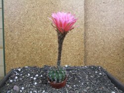 Echinopsis hybrid pot 5,5 cm - 12397944