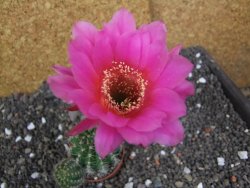 Echinopsis hybrid pot 5,5 cm - 12397946