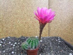 Echinopsis hybrid pot 5,5 cm - 12397947