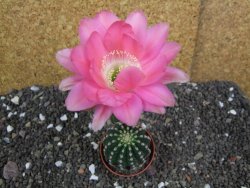 Echinopsis hybrid pot 5,5 cm