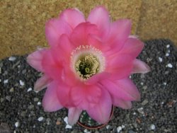 Echinopsis hybrid pot 5,5 cm - 12397950