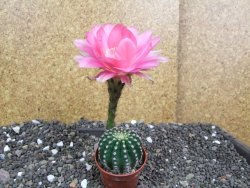 Echinopsis hybrid pot 5,5 cm - 12397951