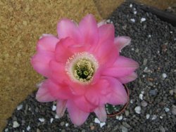 Echinopsis hybrid pot 5,5 cm - 12397952