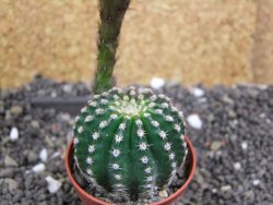 Echinopsis hybrid pot 5,5 cm - 12397953