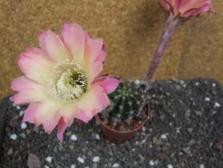 Echinopsis hybrid pot 6,5 cm - 12397954