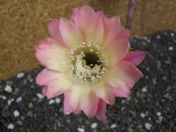 Echinopsis hybrid pot 6,5 cm - 12397955