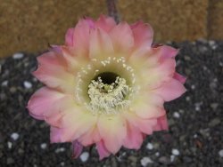 Echinopsis hybrid pot 6,5 cm