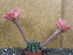 Echinopsis hybrid pot 6,5 cm - 12397957