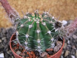 Echinopsis hybrid pot 6,5 cm - 12397958