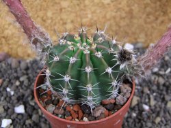 Echinopsis hybrid pot 6,5 cm - 12397959