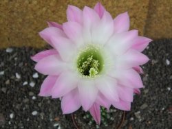 Echinopsis hybrid pot 6,5 cm