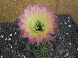 Echinopsis hybrid pot 7 cm - 12397972