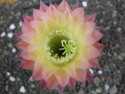 Echinopsis hybrid pot 7 cm - 12397973