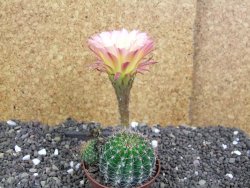 Echinopsis hybrid pot 7 cm - 12397974