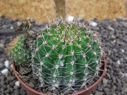 Echinopsis hybrid pot 7 cm - 12397975