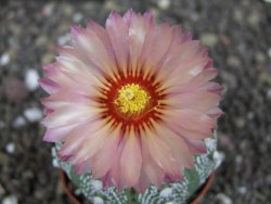 Astrophytum  asterias X red flower oibo akabana, pot 5,5 cm - 12397977